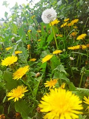 colorful dandelion flowers in garden