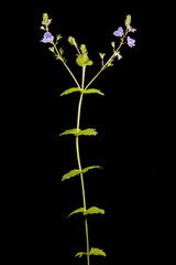 Germander Speedwell (Veronica chamaedrys). Habit