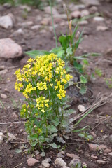 yellow flower in the garden
