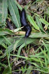 black  slug

