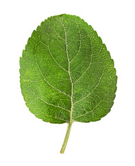 The leaf of plum