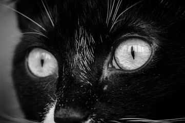 Black and white cat monochrome