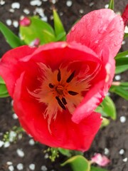 beautiful red tulip flowers in garden