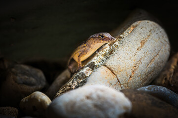 Anole lizard closeup