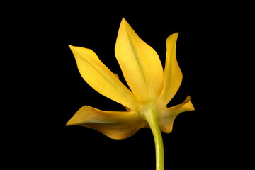 Yellow Garlic (Allium moly). Flower Closeup