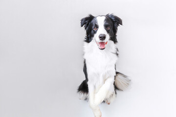 Obraz na płótnie Canvas Funny studio portrait of cute smiling puppy dog border collie isolated on white background. New lovely member of family little dog gazing and waiting for reward. Funny pets animals life concept.