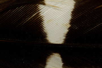 Obraz premium Beautiful Bright White and Brown Feather Close up Detail Texture. Abstract Pattern Background