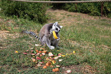wilde Tiere in einem Tierpark im Norden Deutschlands fotografiert im Sommer an einem sonnigen Tag