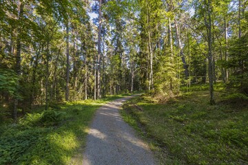 Gorgeous landscape view on beautiful sunny summer day. Green trees and plants on blue sky background. Beautiful backgrounds.