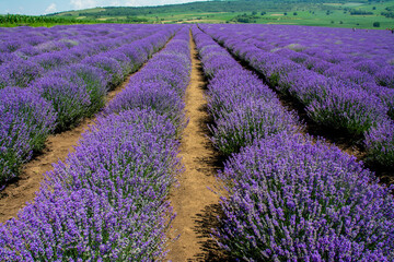Fototapeta na wymiar landscape between rows of lavender