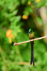 Silfo Colivioleta / Violet-tailed Sylph