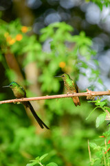 Silfo Colivioleta y colibrí colihabano / Violet-tailed Sylph & Buff-tailed Coronet © Miguel Angel