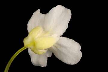 Horseradish (Armoracia rusticana). Flower Closeup