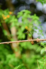 Colibrí colihabano / Buff-tailed Coronet