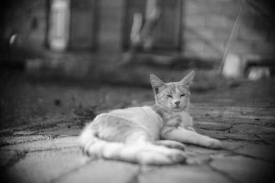 Yong cat resting in the summer yard. BW photo