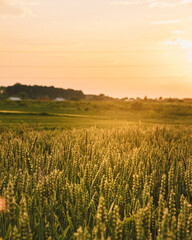 Obraz premium field of wheat in sunset on a beautiful summer day