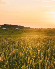 field of wheat in sunset on a beautiful summer day