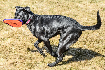 My playful best friend