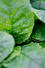 green leaf with water drops