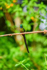 Silfo Colivioleta / Violet-tailed Sylph