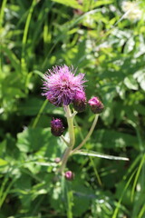 thistle blooming in the summer garden