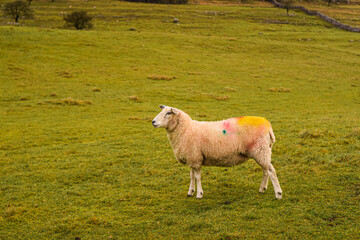 Fototapeta premium Photo of some beautiful white sheeps standing quiet and relax in nature in a UK landscape