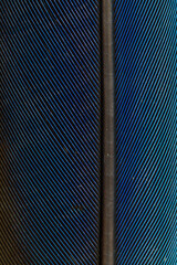 Obraz premium Beautiful Bright Blue Parrot Feather Close up Detail Texture. Abstract Pattern Background