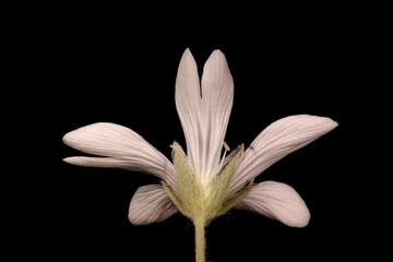 Crimean Snow-in-Summer (Cerastium biebersteinii). Flower Closeup