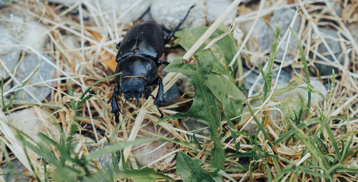  Female Arthropod Lucanus Cervus On The Ground Trough The Grass