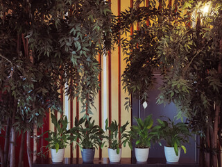 Pots with indoor plants spathiphyllum stand in a row on a rack among plants ficus benjamina with tall trunks indoors