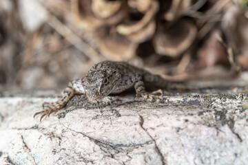 Western fence lizard (Sceloporus occidentalis longipes) looks towards the camera while perched on a granite boulder in Great Basin National Park