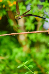 Silfo Colivioleta / Violet-tailed Sylph