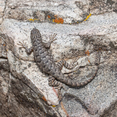 Western fence lizard (Sceloporus occidentalis longipes) sits still while perched on a granite boulder in Great Basin National Park