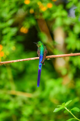 Silfo Colivioleta / Violet-tailed Sylph