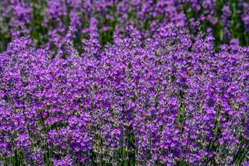Fototapeta premium a bush with lavender flowers