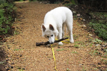 Biały pies spacer las
