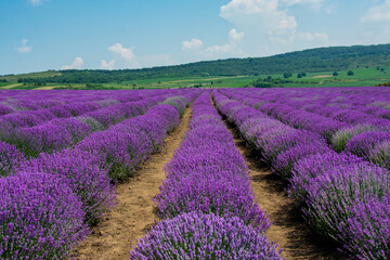 Naklejka na ściany i meble landscape with a field cultivated with lavender