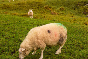 Photo of some beautiful white sheeps standing quiet and relax in nature in a UK landscape