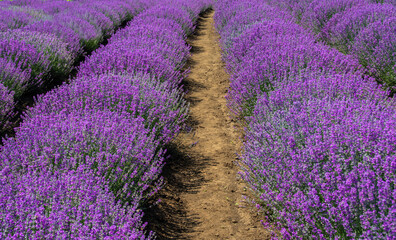 Fototapeta na wymiar a beautiful landscape with a lavender field