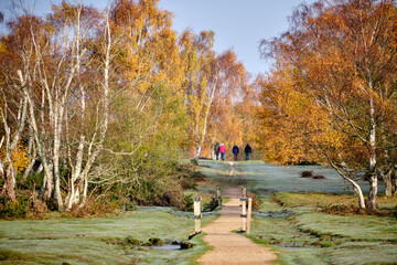 On a frosty autumn morning, Group of four going for a walk on this lovely morning sun, in Brockenhurt, New Forest NP