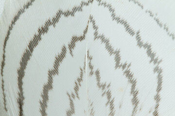 Beautiful Bright White with black stripes Feather Close up Detail Texture. Abstract Pattern Background