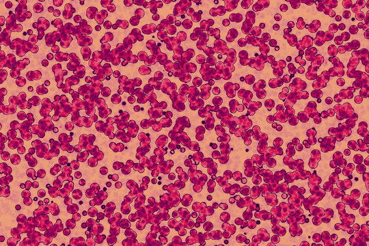 Shape of bacterial cell: cocci, bacilli, spirilla bacteria