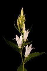 Giant Bellflower (Campanula latifolia). Inflorescence Closeup