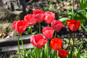 Fototapeta premium A group of red tulips in bloom