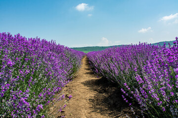 Obraz na płótnie Canvas between rows of lavender with selective focus