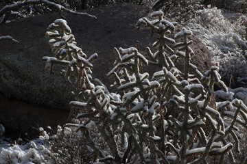 Cactus with snow 