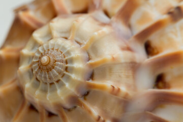 Close up of a spiral and curly shell texture, white with brown perfect lines