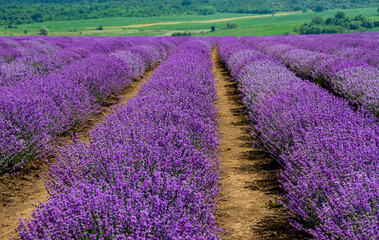 Obraz na płótnie Canvas a field of lavender flowers with selective focus