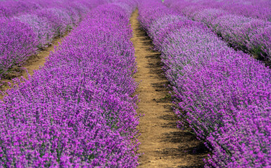 Fototapeta na wymiar a field of lavender flowers