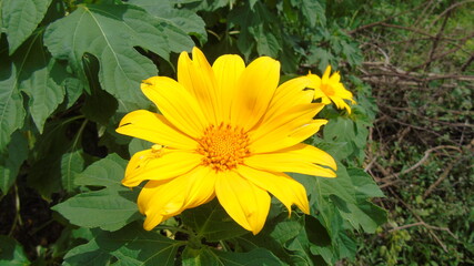 yellow flowers in the garden